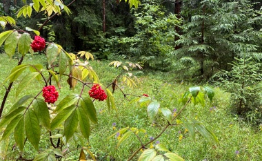 Акция «Чистый лес» в Литвиново 12 августа